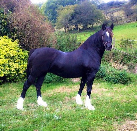 Derwen Golau'r Ganrif